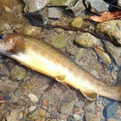 雪の残る渓流でルアーフィッシング ～長良川水系～